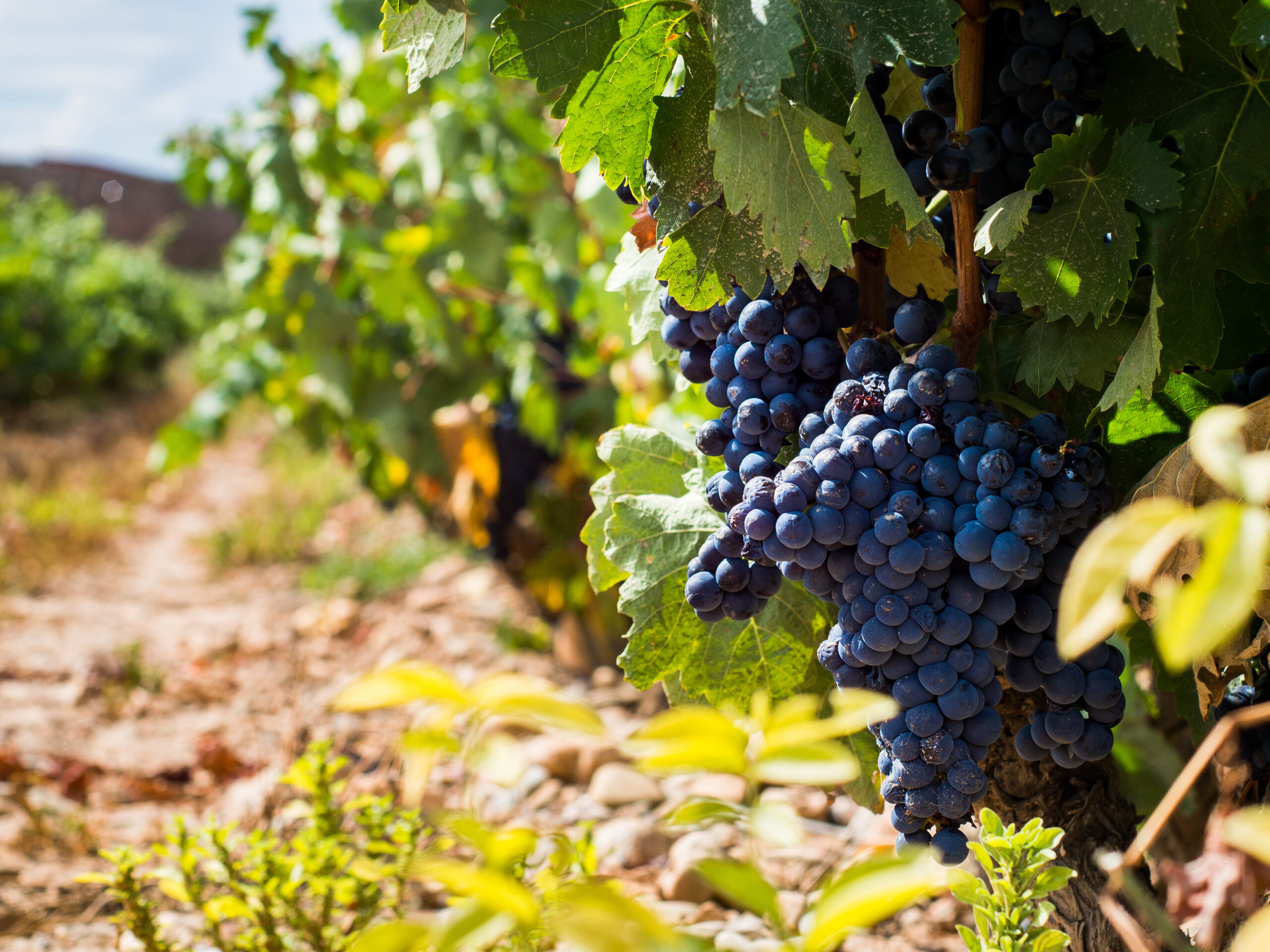 Tempranillo grapes ripening at the Bodega Marques de Murrieta, La Rioja, Spain.