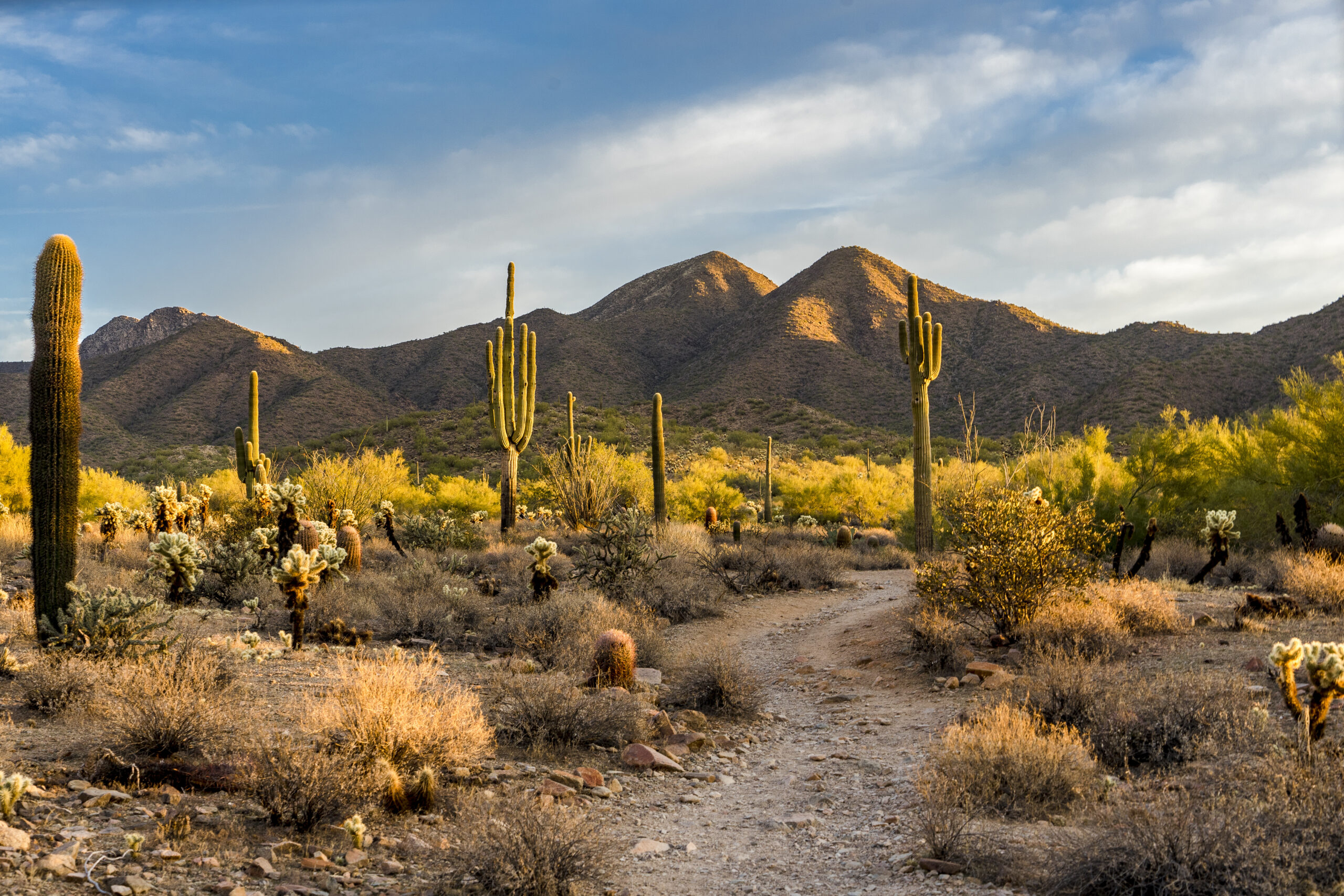 Morning light in the Sonoran desert in Scottsdale, Arizona