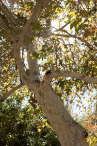 Santee - San Diego Neighborhood Guides