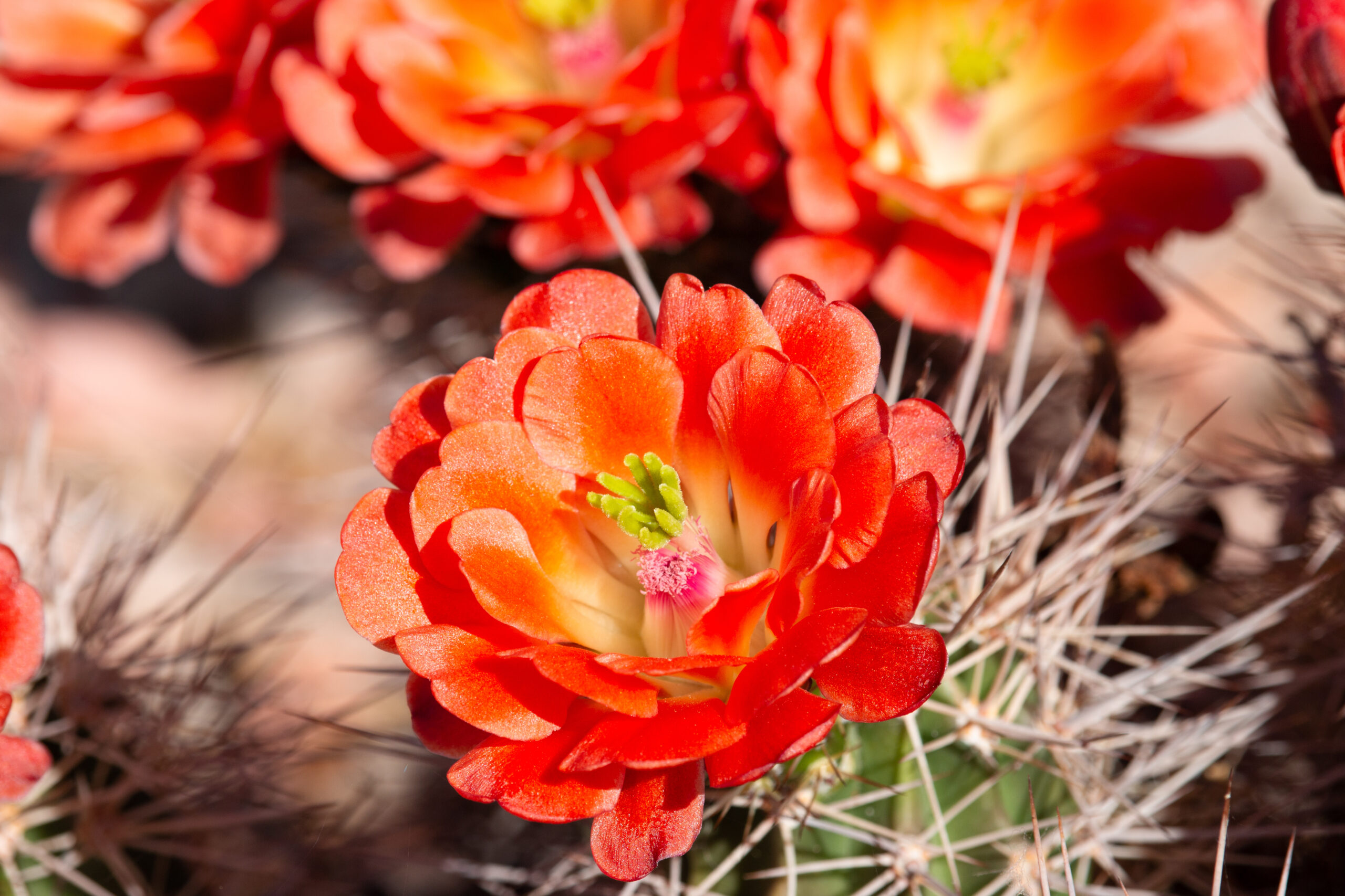 Beautiful cacti flowers blooming in spring time in Arizona desert.