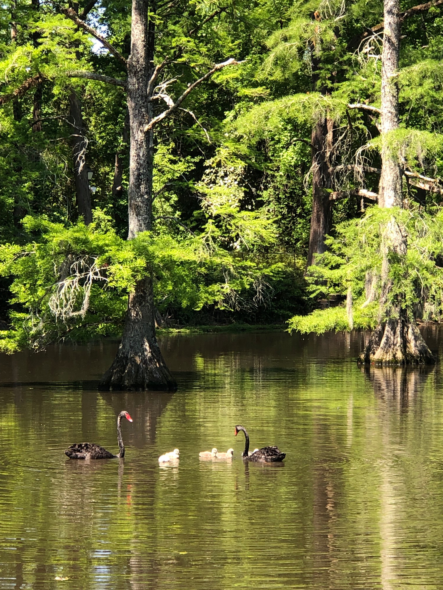 Swan Lake in Sumter