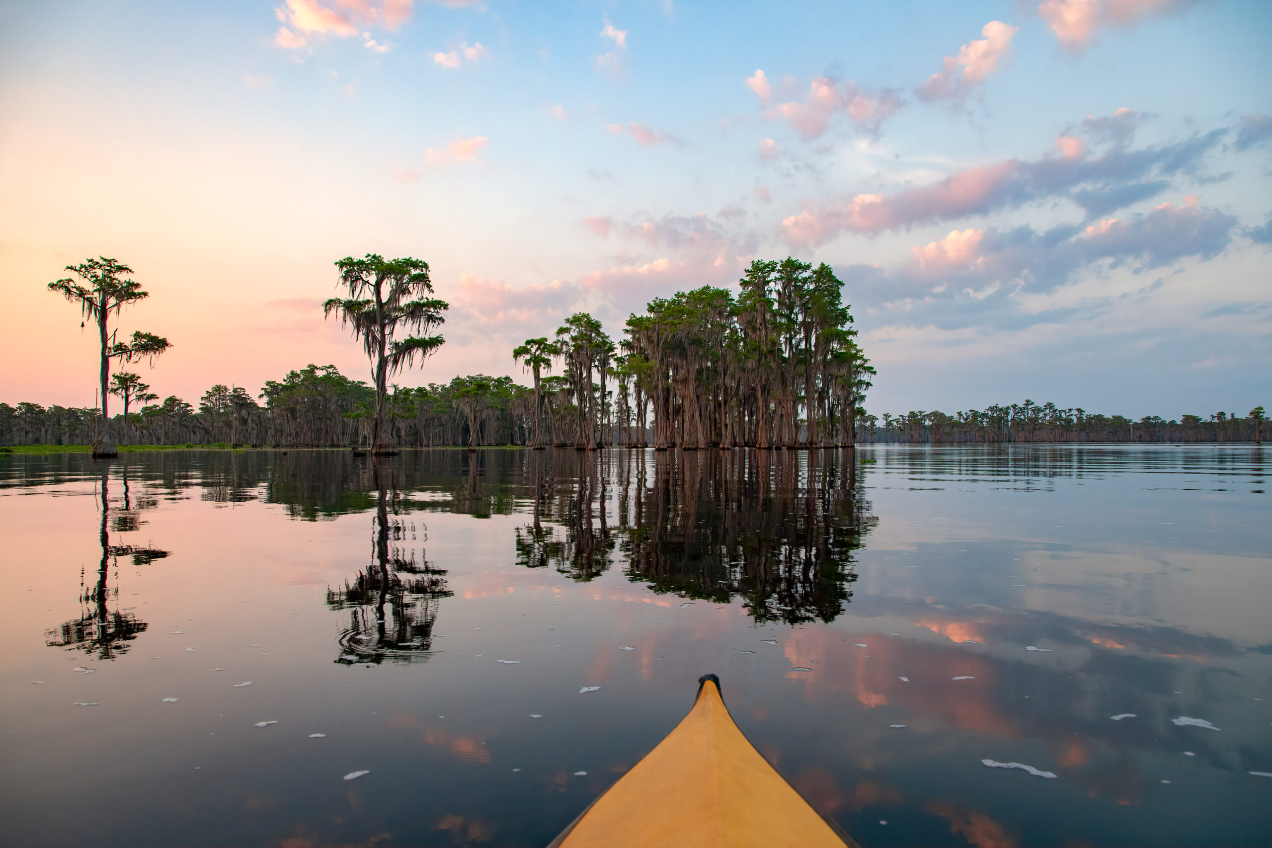 Cypress Trees, Banks Lake, GA