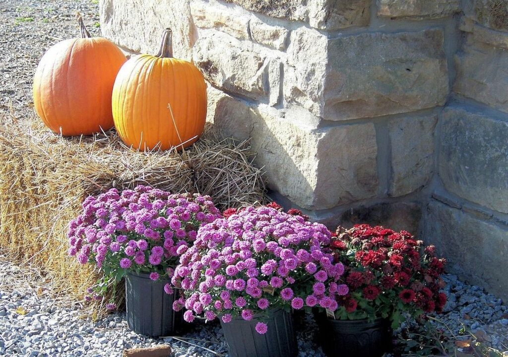 Two pumpkins on a hay bale next to potted pink and red mums against a stone wall