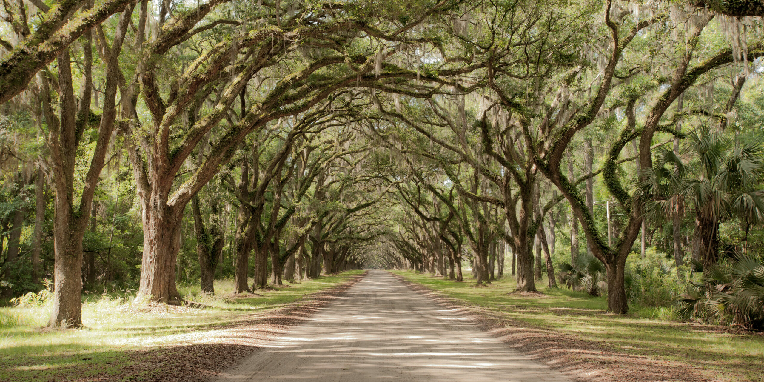 Road covered by southern oaks in Georgia plantation