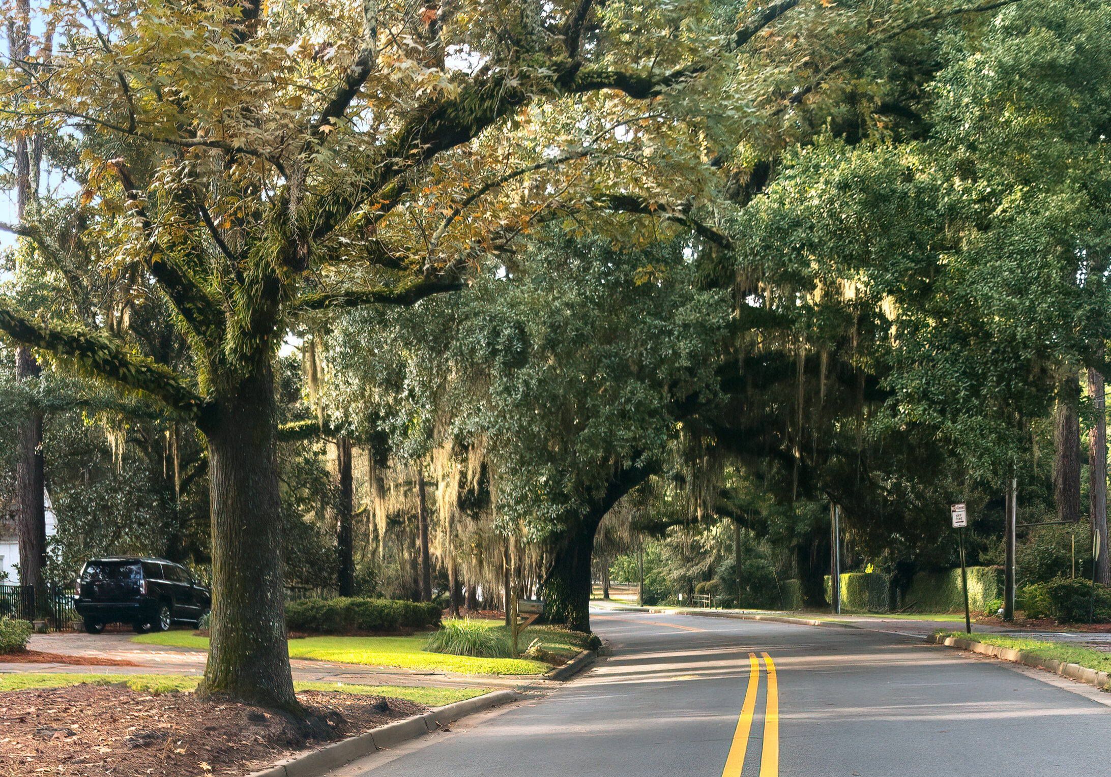 Tree Lined Street, Williams Street, Valdosta, GA