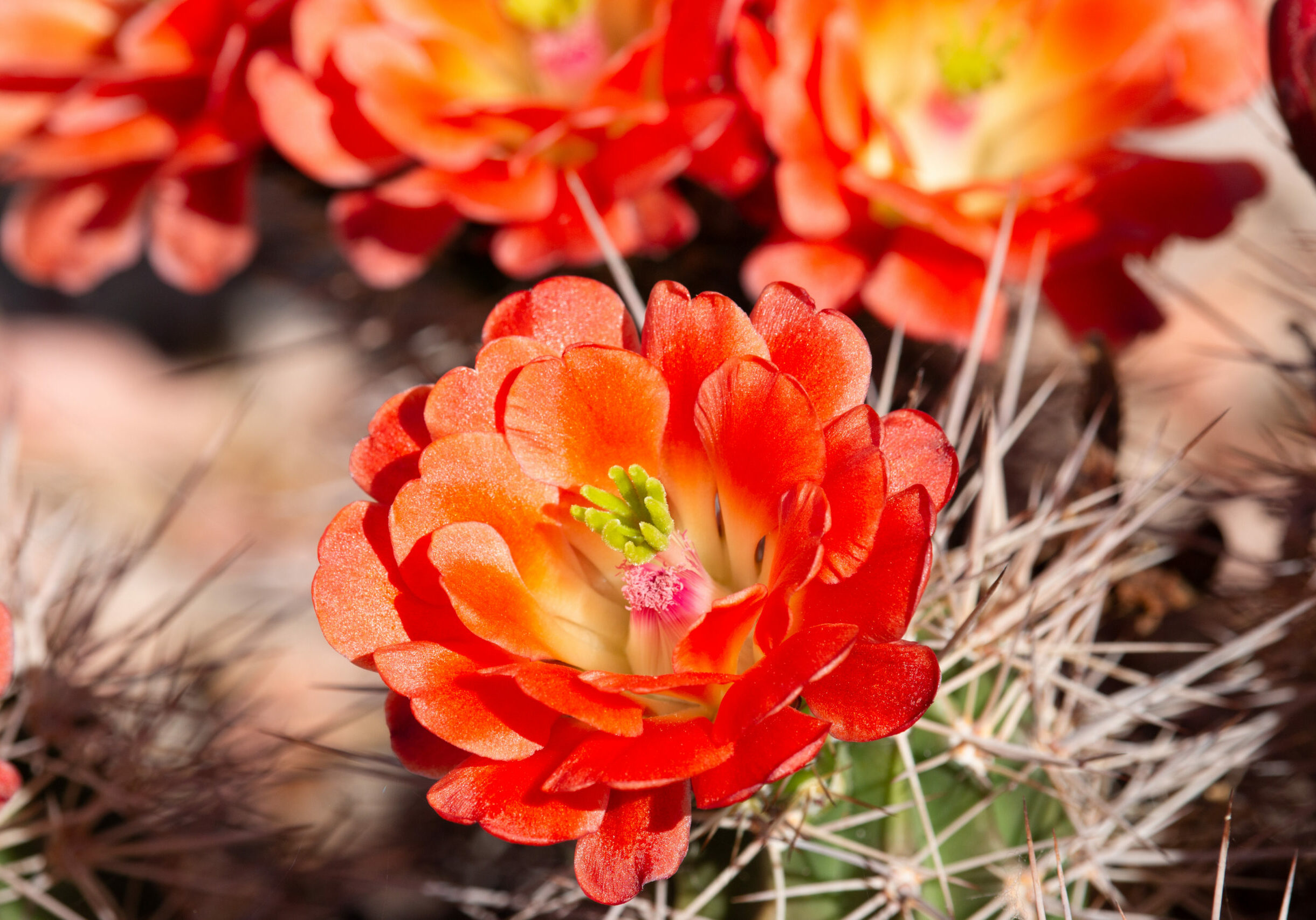 Beautiful cacti flowers blooming in spring time in Arizona desert.